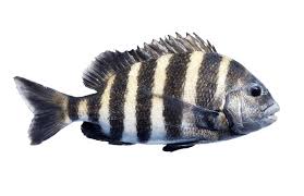 Image result for Archosargus probatocephalus