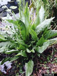 Attēlu rezultāti vaicājumam “Rumex hydrolapathum fruit”