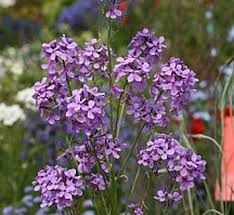 Image result for Hesperis matronalis