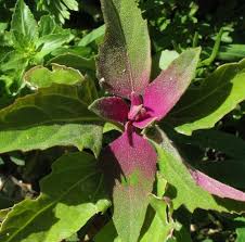 Attēlu rezultāti vaicājumam “Chenopodium album flower”