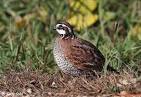 Northern Bobwhite Photos - Photographs - Pictures
