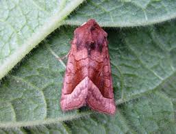 Attēlu rezultāti vaicājumam “Hydraecia micacea”