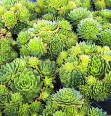 Image result for echtes Hauswurz