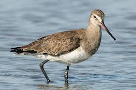 Image result for Limosa haemastica