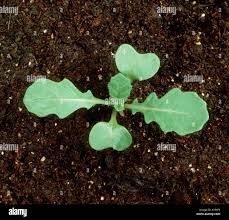 Attēlu rezultāti vaicājumam “Sinapis arvensis leaf”