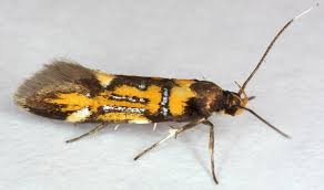 Attēlu rezultāti vaicājumam “Oecophoridae”