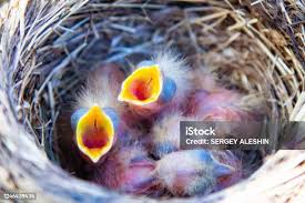 Attēlu rezultāti vaicājumam “Turdus philomelos nest”