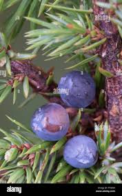 Attēlu rezultāti vaicājumam “Juniperus communis fruit”