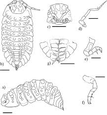 Attēlu rezultāti vaicājumam “Oniscoidea”