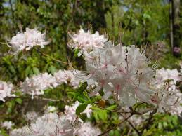 Attēlu rezultāti vaicājumam “Rhododendron periclymenoides flower”