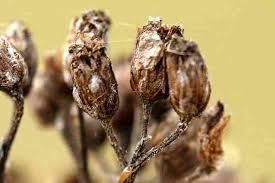 Attēlu rezultāti vaicājumam “Achillea millefolium bud”