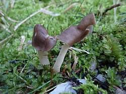 Attēlu rezultāti vaicājumam “Helvella elastica”