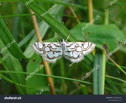 Attēlu rezultāti vaicājumam “Nymphula nitidulata”