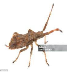 Attēlu rezultāti vaicājumam “Coreus marginatus nymph”