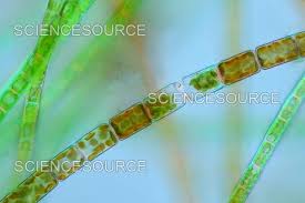 Attēlu rezultāti vaicājumam “Meloe sp. imago”