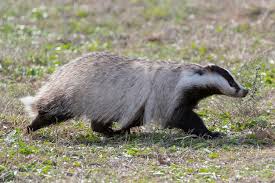 Attēlu rezultāti vaicājumam “Meles meles”