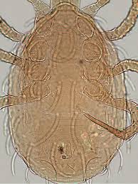 Attēlu rezultāti vaicājumam “Mesostigmata”