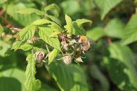 Attēlu rezultāti vaicājumam “Lignydium muscorum”