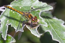 Attēlu rezultāti vaicājumam “Sympetrum danae”