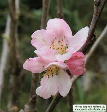 Attēlu rezultāti vaicājumam “Malus domestica flower”