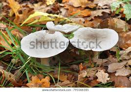 Attēlu rezultāti vaicājumam “Tricholoma album”