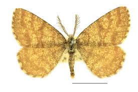 Attēlu rezultāti vaicājumam “Ematurga atomaria male”