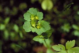 Attēlu rezultāti vaicājumam “Chrysosplenium alternifolium leaf”