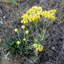 Image result for Helichrysum lindleyii