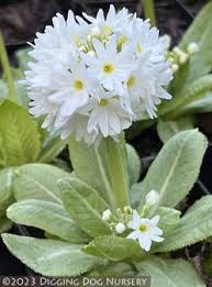 Attēlu rezultāti vaicājumam “Primula x margotae flower”
