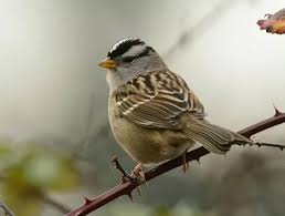 Image result for Zonotrichia leucophrys