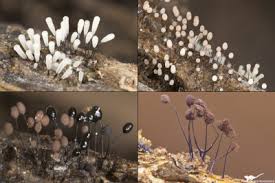 Attēlu rezultāti vaicājumam “Oligonema sp.”