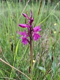 Attēlu rezultāti vaicājumam “Dactylorhiza russowii”