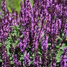 Image result for Salvia nemorosa