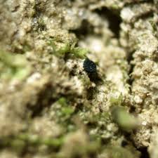 Attēlu rezultāti vaicājumam “Mniaecia jungermanniae”