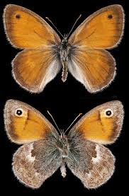Attēlu rezultāti vaicājumam “Coenonympha hero underside”