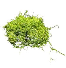 Attēlu rezultāti vaicājumam “Riccia fluitans”