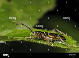 Attēlu rezultāti vaicājumam “Donacia clavipes”