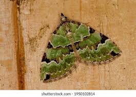 Attēlu rezultāti vaicājumam “Colostygia pectinataria male”