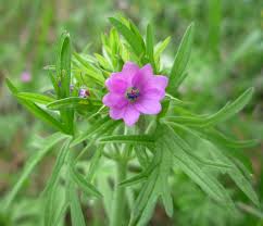 Attēlu rezultāti vaicājumam “Geranium dissectum flower”