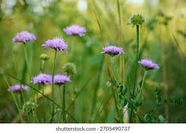 Attēlu rezultāti vaicājumam “Knautia arvensis leaf”