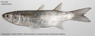 Image result for Crenimugil seheli