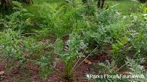 Attēlu rezultāti vaicājumam “Daucus sativus flower”