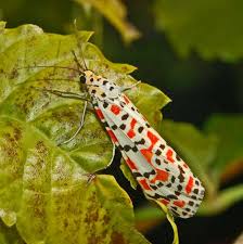Attēlu rezultāti vaicājumam “Comatricha pulchella stalked”