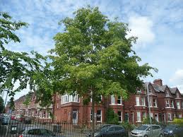 Attēlu rezultāti vaicājumam “Tilia amurensis”