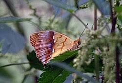 Attēlu rezultāti vaicājumam “Argynnis laodice male”