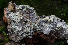 Attēlu rezultāti vaicājumam “Vouauxiomyces santessonii”