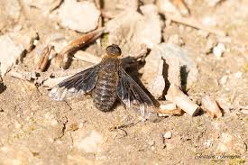 Attēlu rezultāti vaicājumam “Hemipenthes morio”