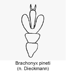 Attēlu rezultāti vaicājumam “Brachonyx pineti”