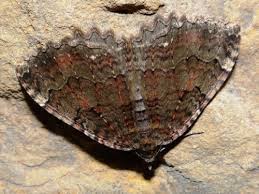 Attēlu rezultāti vaicājumam “Triphosa dubitata”