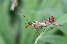 Attēlu rezultāti vaicājumam “Panorpa communis”